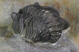 Lemureops Kilbeyi Trilobite - Fillmore Formation, Utah #138573-4